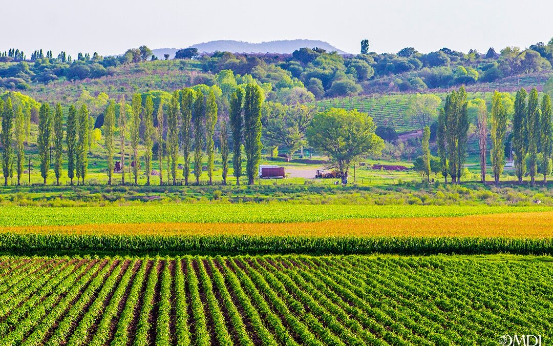PINCELADAS DE NUESTRO BELLO CHIHUAHUA