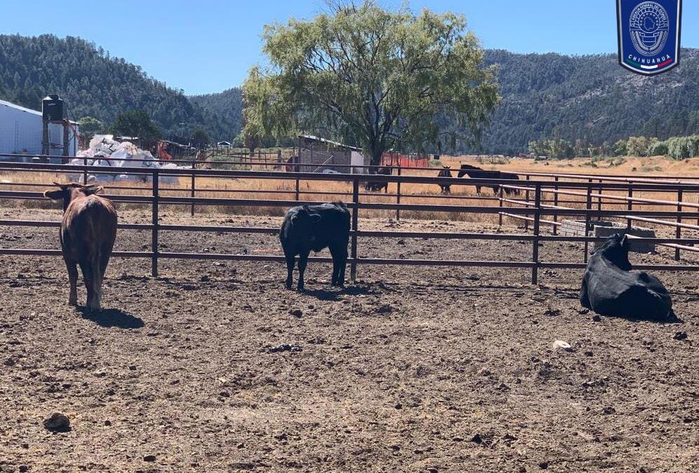 ASEGURAN EN BOCOYNA TRES CABEZAS DE GANADO ROBADAS