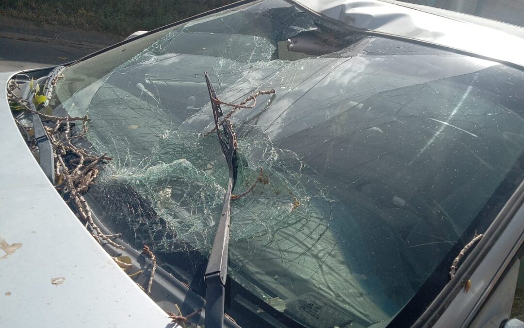 CAE ARBOL EN VEHICULO EN MOVIMIENTO