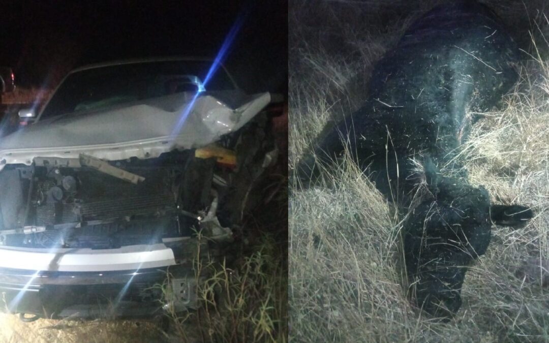 CHOCA CONTRA UNA VACA DAÑOS POR 80 MIL PESOS