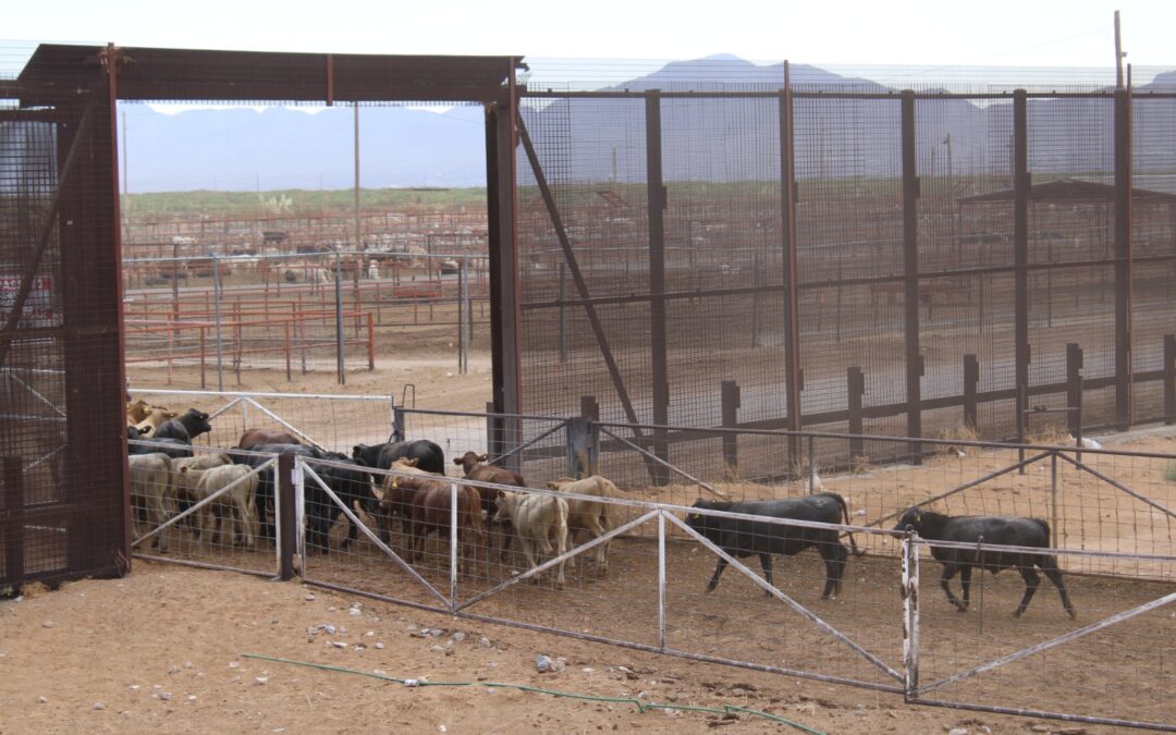 CHIHUAHUA LIBRE DE GUSANO BARRENADOR
