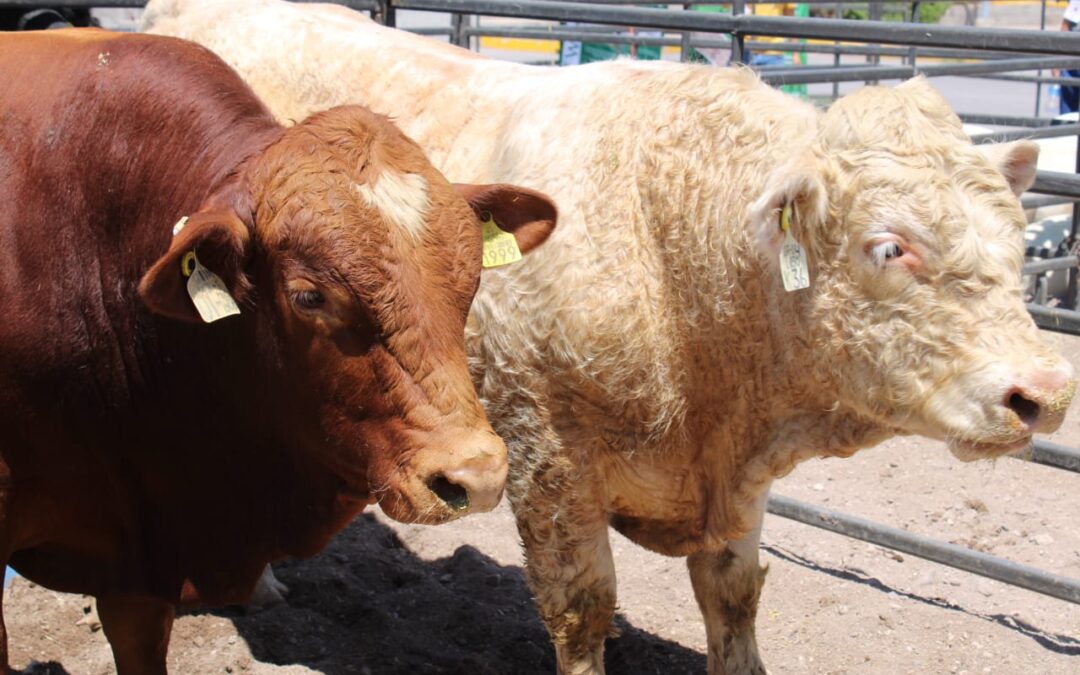 GOBIERNO DEL ESTADO A BLINDAR CHIHUAHUA DEL GUSANO BARRENADOR
