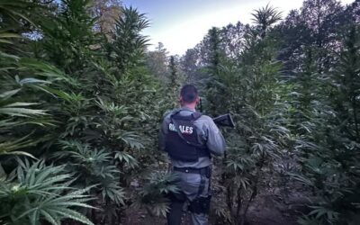 DESTRUYEN MAS DE 410 MIL PLANTAS DE MARIGUANA EN GUERRERO