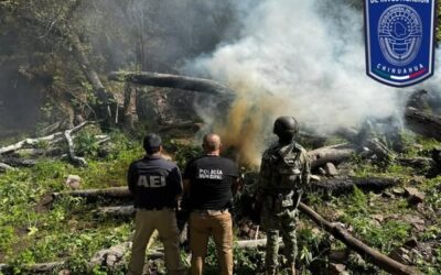DESTRUYEN MAS PLANTIOS