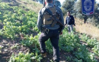 DESTRUYEN MAS DE 7 MIL PLANTAS DE AMAPOLA
